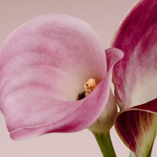 Two pink and purple calla lilies against a light background